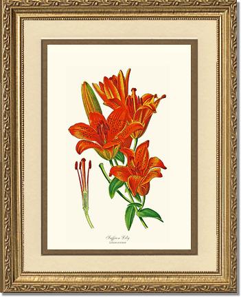 Lily, Saffron | Flower/Floral Art Print
