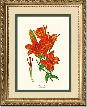 Lily, Saffron | Flower/Floral Art Print