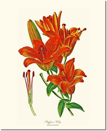 Lily, Saffron | Flower/Floral Art Print