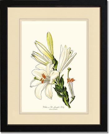 Lily, White | Flower/Floral Art Print