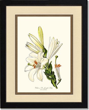lily white print Lily, White