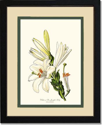 Lily, White | Flower/Floral Art Print