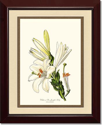 Lily, White | Flower/Floral Art Print