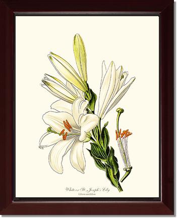 Lily, White | Flower/Floral Art Print