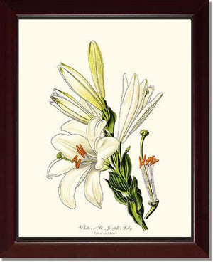 Lily, White