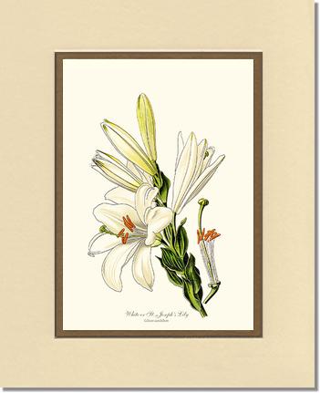 Lily, White | Flower/Floral Art Print