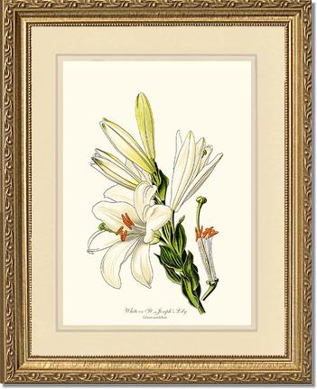 Lily, White | Flower/Floral Art Print