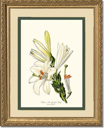 Lily, White | Flower/Floral Art Print