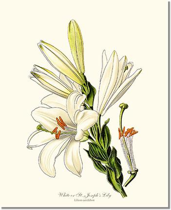 printable lily flower Lily, White
