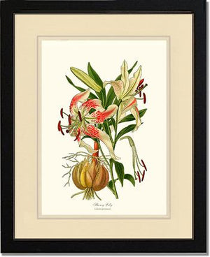 Lily, Showy | Flower/Floral Art Print