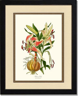 Lily, Showy | Flower/Floral Art Print