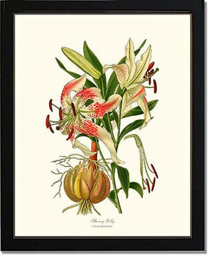 Lily, Showy | Flower/Floral Art Print