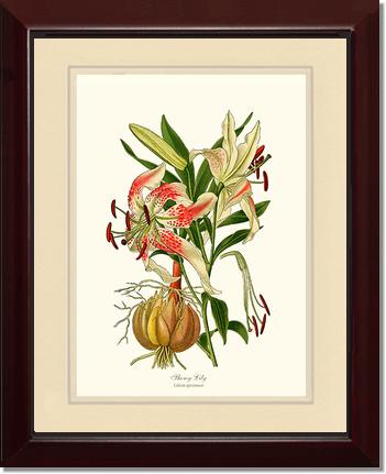 Lily, Showy | Flower/Floral Art Print