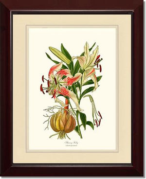 Lily, Showy | Flower/Floral Art Print