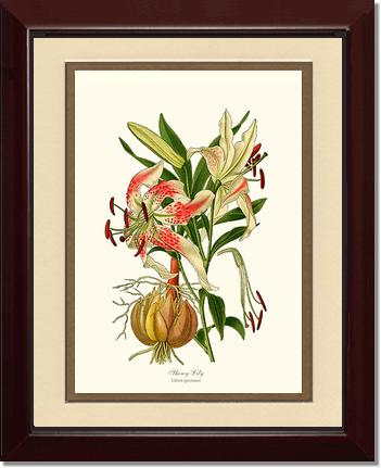 Lily, Showy | Flower/Floral Art Print