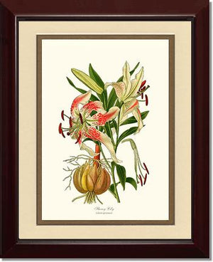 Lily, Showy | Flower/Floral Art Print
