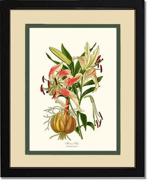 Lily, Showy | Flower/Floral Art Print