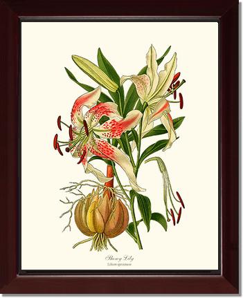 Lily, Showy | Flower/Floral Art Print