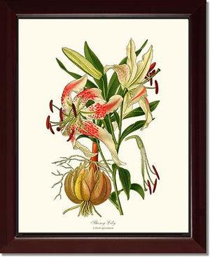 Lily, Showy | Flower/Floral Art Print