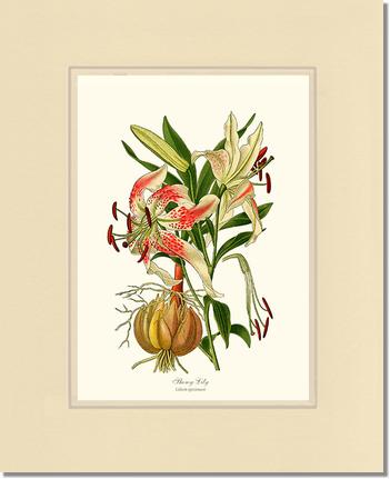 Lily, Showy | Flower/Floral Art Print