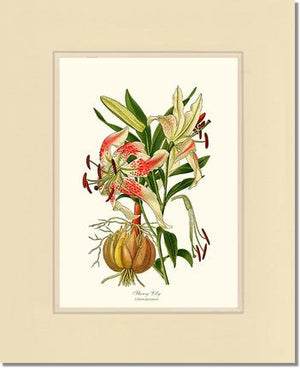Lily, Showy | Flower/Floral Art Print