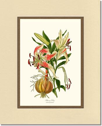 Lily, Showy | Flower/Floral Art Print
