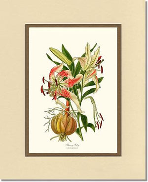 Lily, Showy | Flower/Floral Art Print