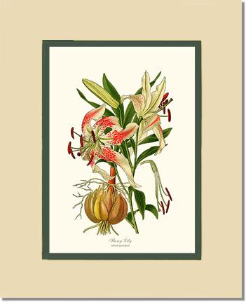 Lily, Showy | Flower/Floral Art Print
