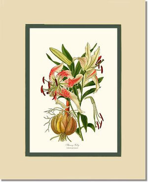 Lily, Showy | Flower/Floral Art Print