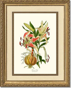 Lily, Showy | Flower/Floral Art Print