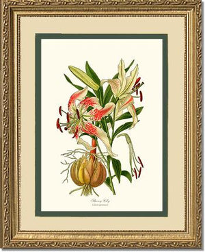 Lily, Showy | Flower/Floral Art Print