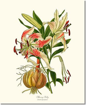 Flower Flora; Print: Lily, Showy