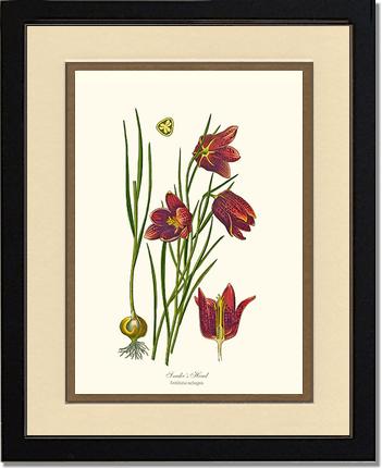 Fritillary, Snake's Head | Flower/Floral Art Print
