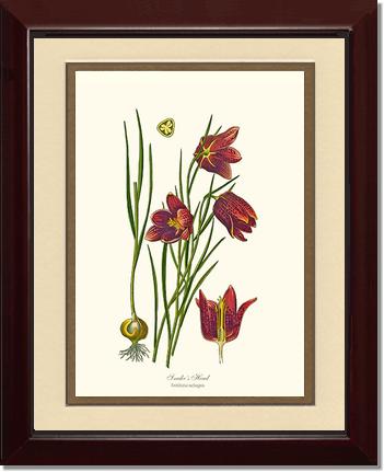 Fritillary, Snake's Head | Flower/Floral Art Print