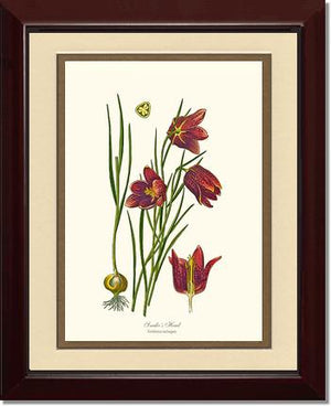 Fritillary, Snake's Head