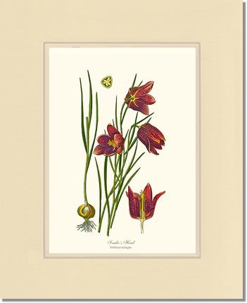 Fritillary, Snake's Head | Flower/Floral Art Print