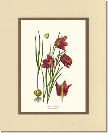 Fritillary, Snake's Head | Flower/Floral Art Print