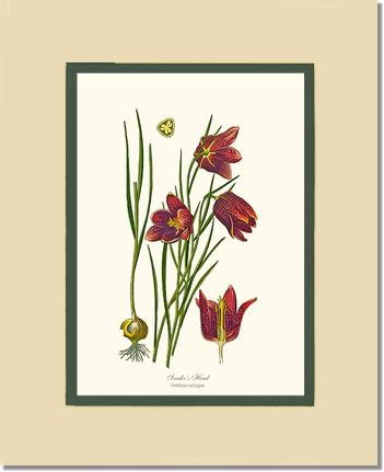 Fritillary, Snake's Head | Flower/Floral Art Print