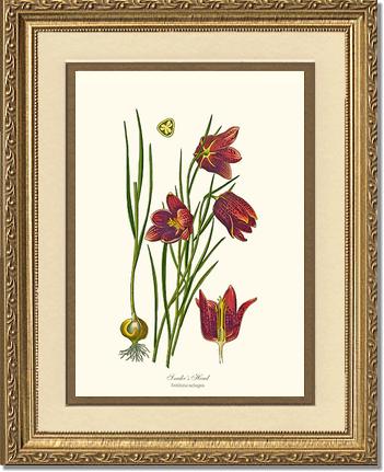 Fritillary, Snake's Head | Flower/Floral Art Print