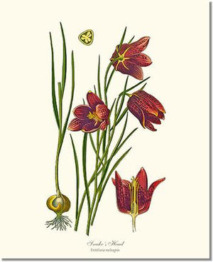 Flower Floral Print: Fritillary, Snake's Head