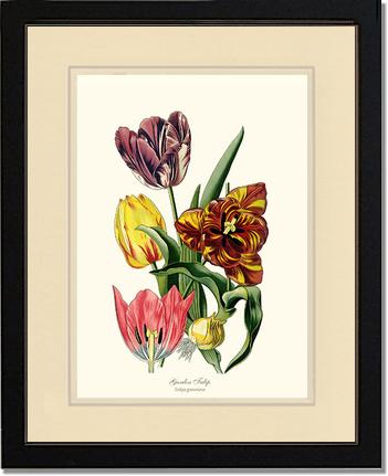 Tulip, Garden | Flower/Floral Art Print