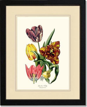 Tulip, Garden | Flower/Floral Art Print