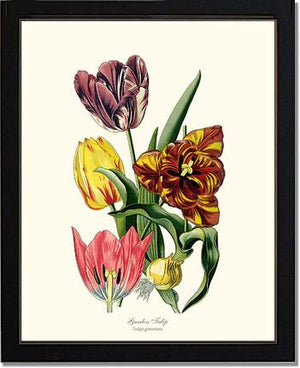 Tulip, Garden | Flower/Floral Art Print