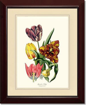 Tulip, Garden | Flower/Floral Art Print
