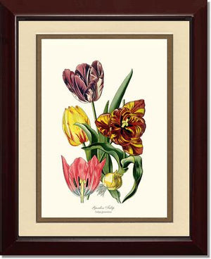 Tulip, Garden | Flower/Floral Art Print
