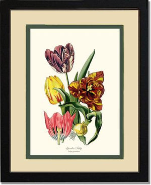 Tulip, Garden | Flower/Floral Art Print