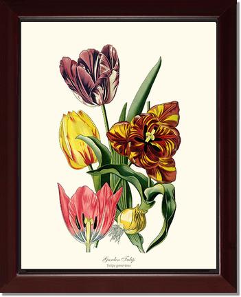 Tulip, Garden | Flower/Floral Art Print