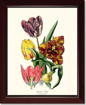 Tulip, Garden | Flower/Floral Art Print