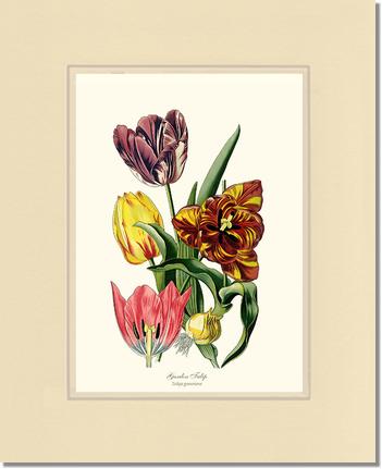 Tulip, Garden | Flower/Floral Art Print