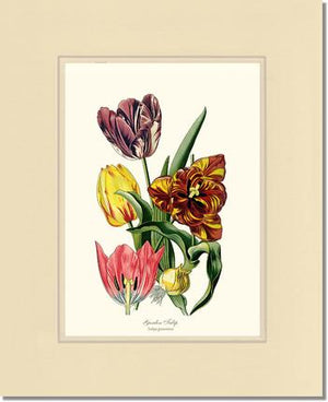 Tulip, Garden | Flower/Floral Art Print